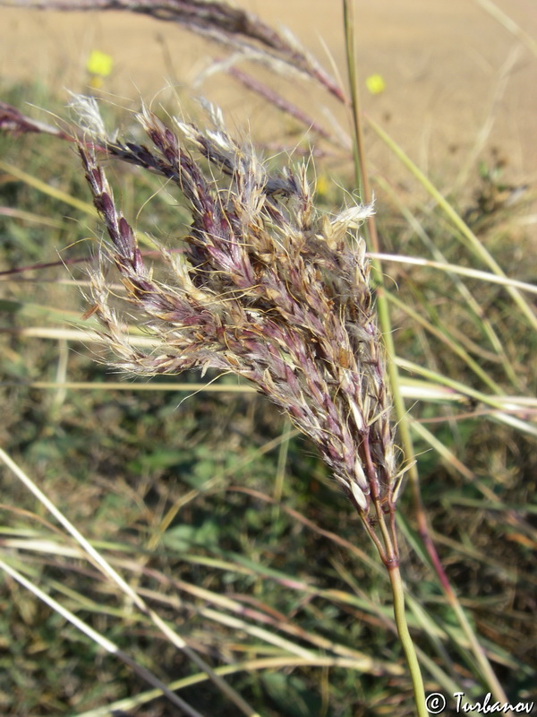 Image of Bothriochloa ischaemum specimen.