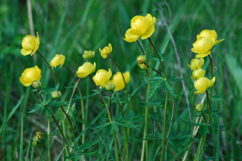 Image of Trollius europaeus specimen.