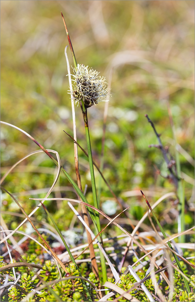 Image of genus Eriophorum specimen.