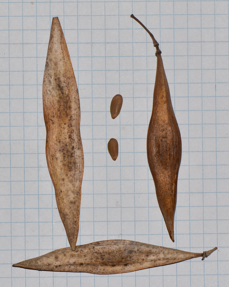 Image of Peltophorum dubium specimen.