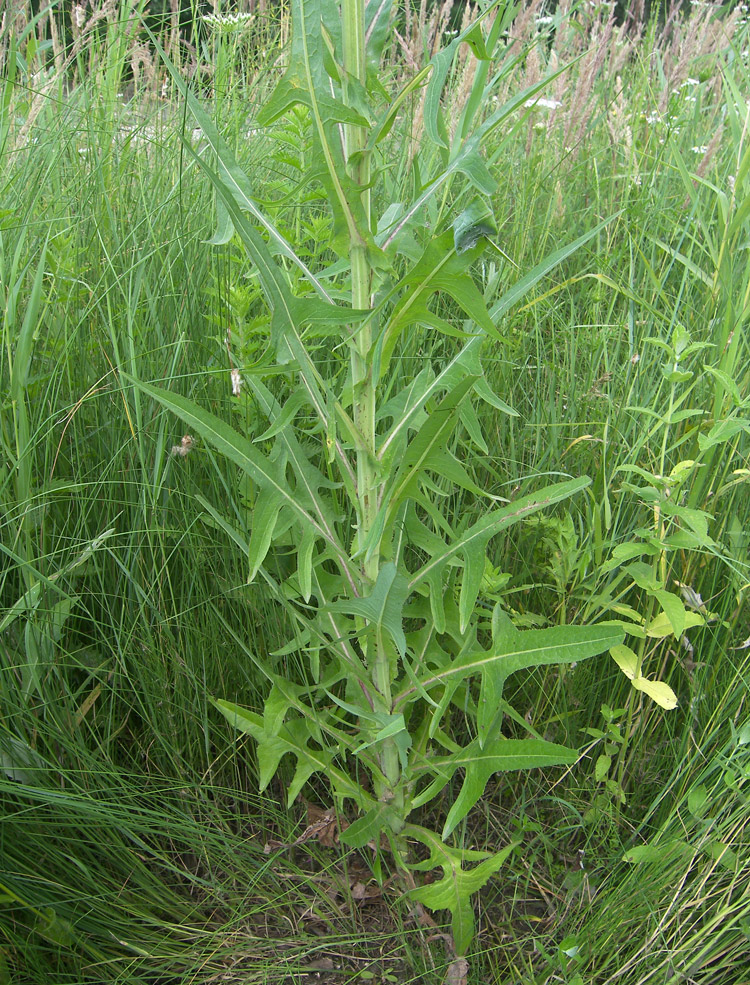 Изображение особи Sonchus palustris.