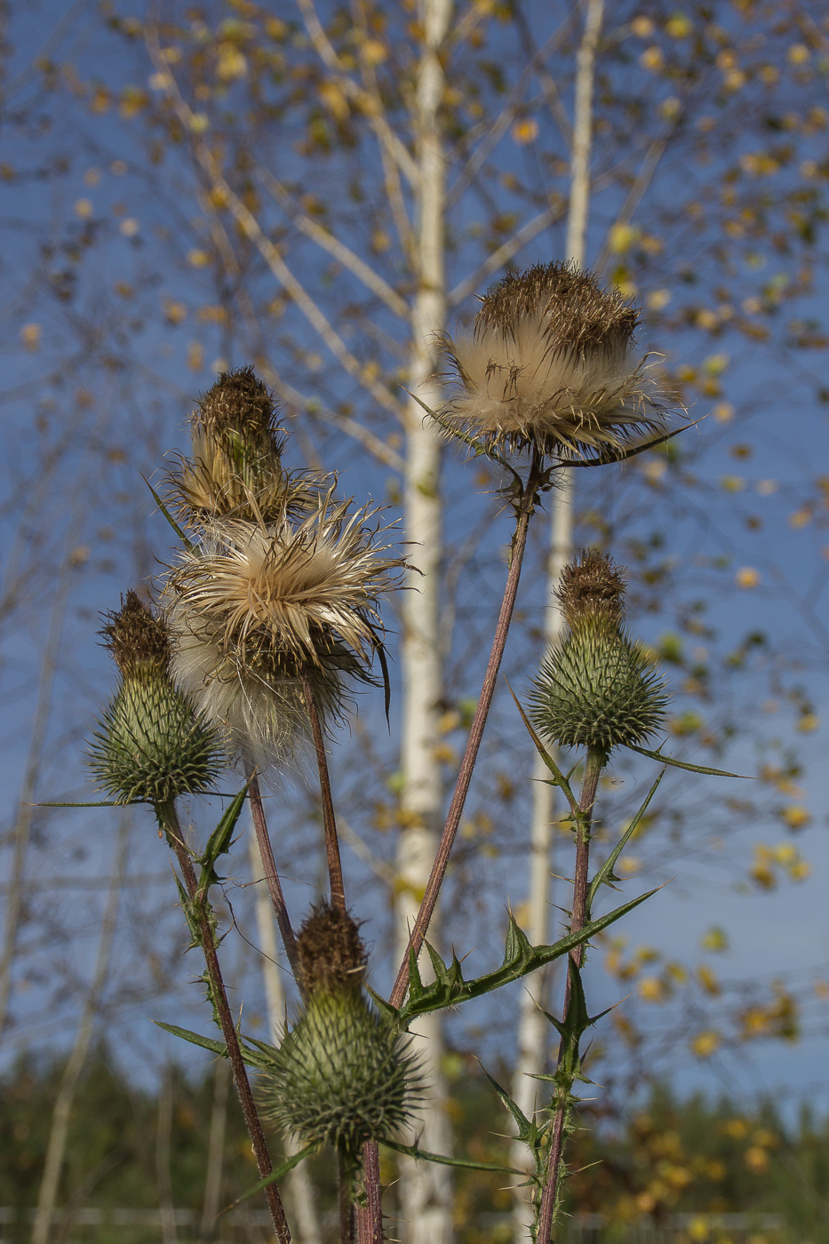 Изображение особи Cirsium vulgare.