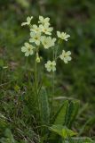 Primula ruprechtii. Цветущее растение. Адыгея, Майкопский р-н, плато Лаго-Наки, хр. Каменное море. 19.07.2015.