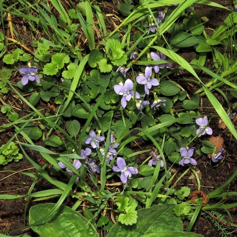 Image of Viola rupestris specimen.