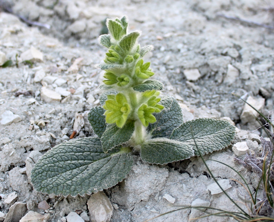 Image of Eremostachys macrophylla specimen.