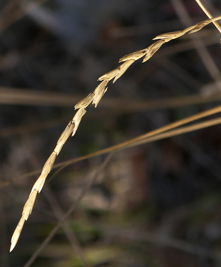 Image of Elytrigia elongatiformis specimen.