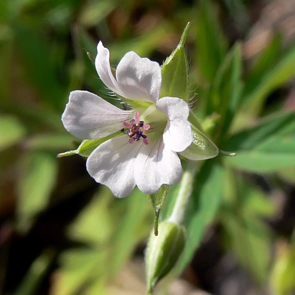 Image of Geranium sibiricum specimen.