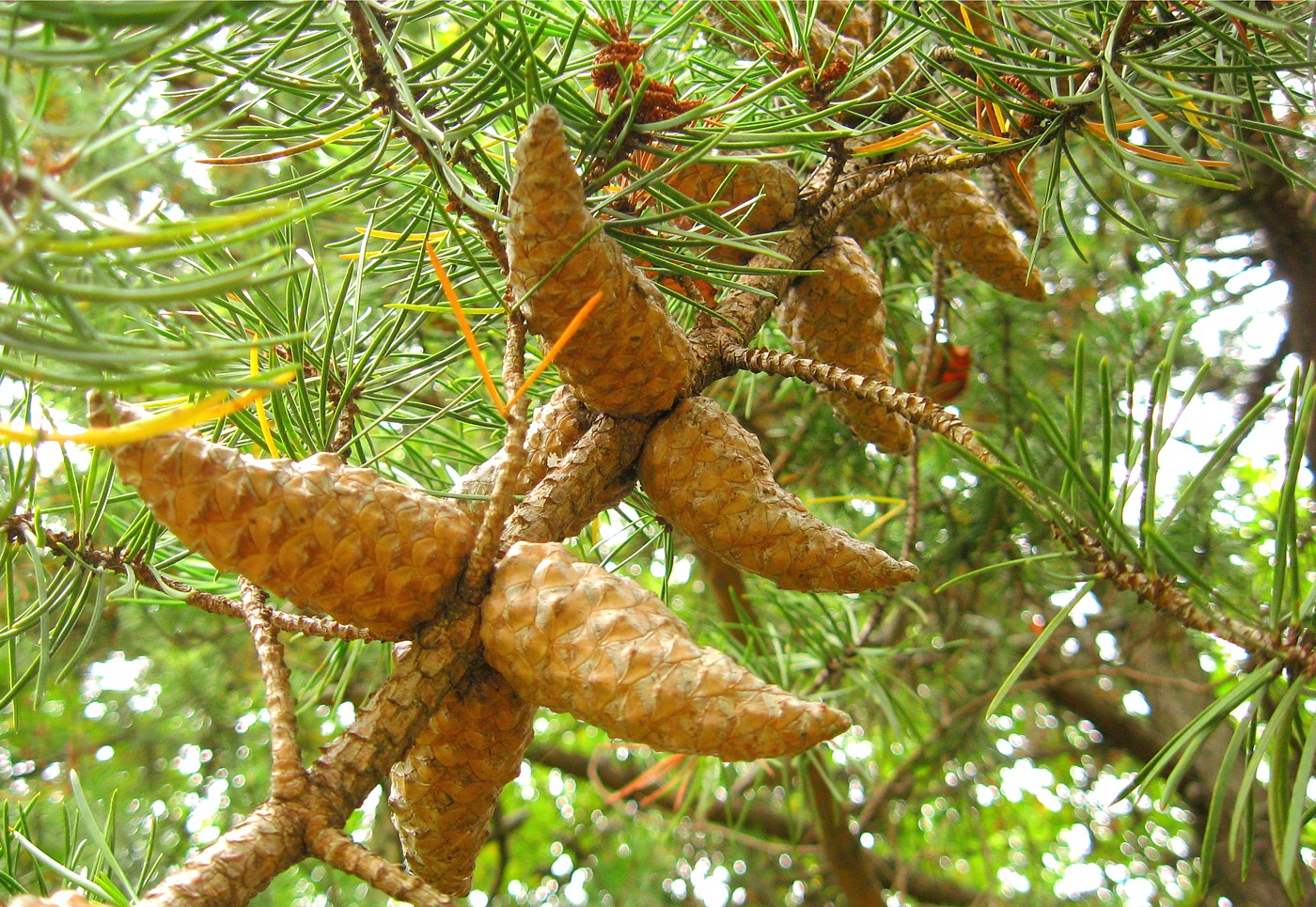 Image of Pinus banksiana specimen.