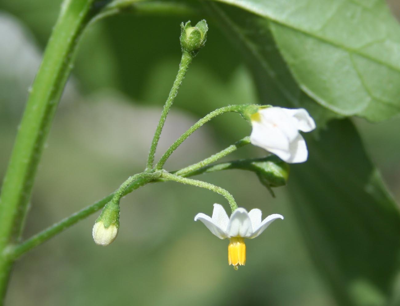 Изображение особи Solanum nigrum.