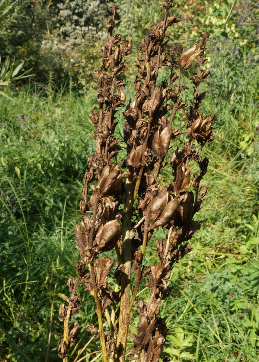 Изображение особи Veratrum lobelianum.