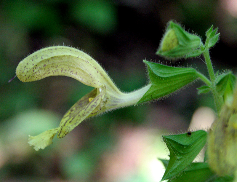 Image of Salvia glutinosa specimen.