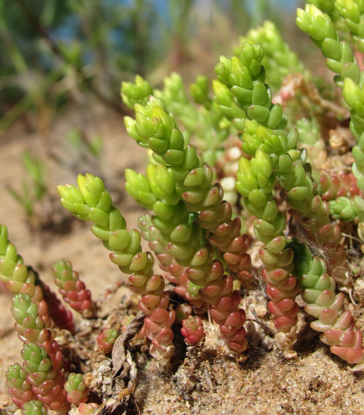 Изображение особи Sedum acre.