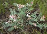 Astragalus sareptanus