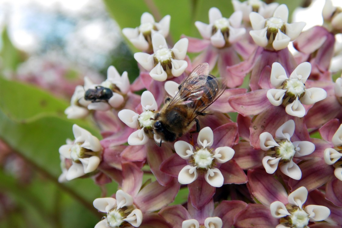 Изображение особи Asclepias syriaca.