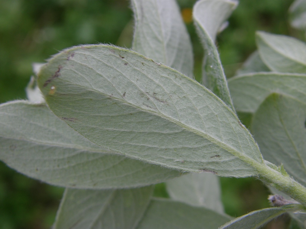 Image of Salix glauca specimen.