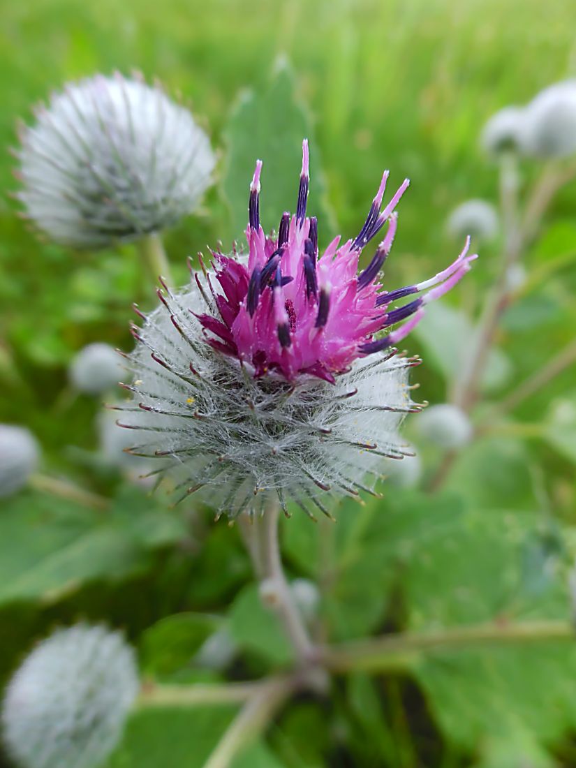 Изображение особи Arctium tomentosum.