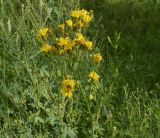 Hieracium umbellatum