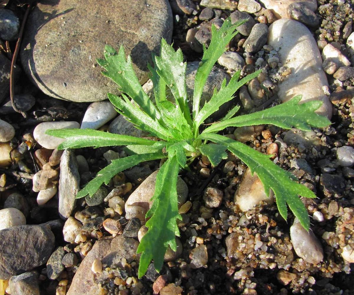 Image of Dontostemon pinnatifidus specimen.