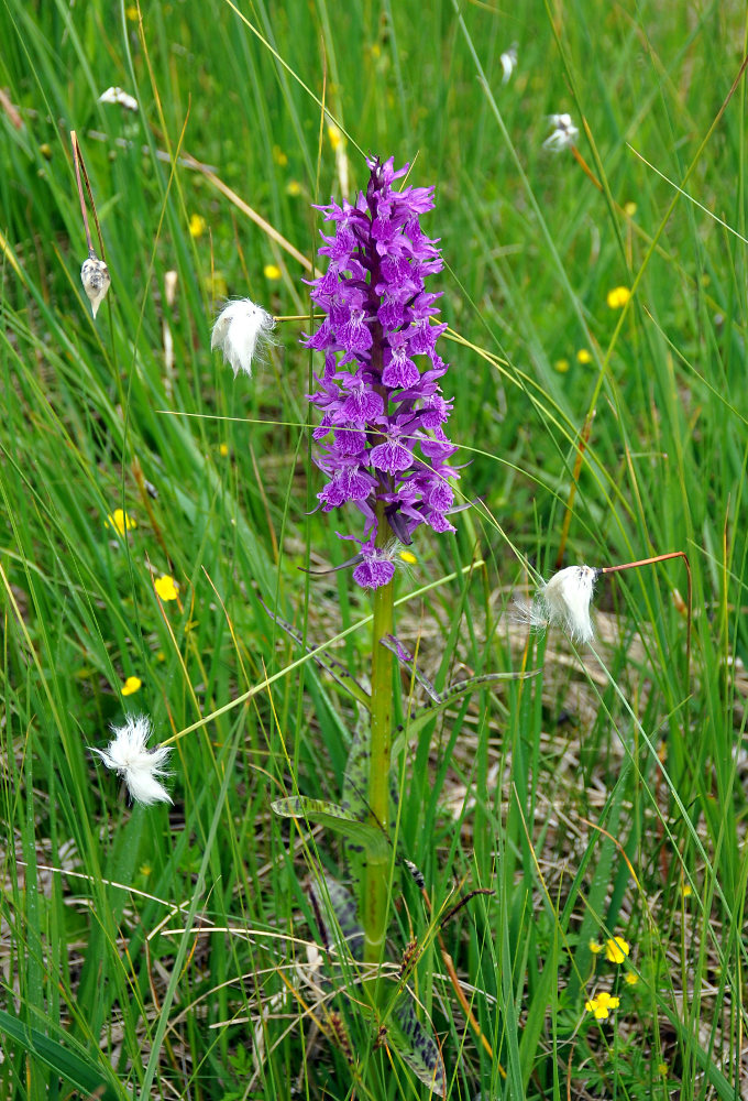 Image of Dactylorhiza euxina specimen.