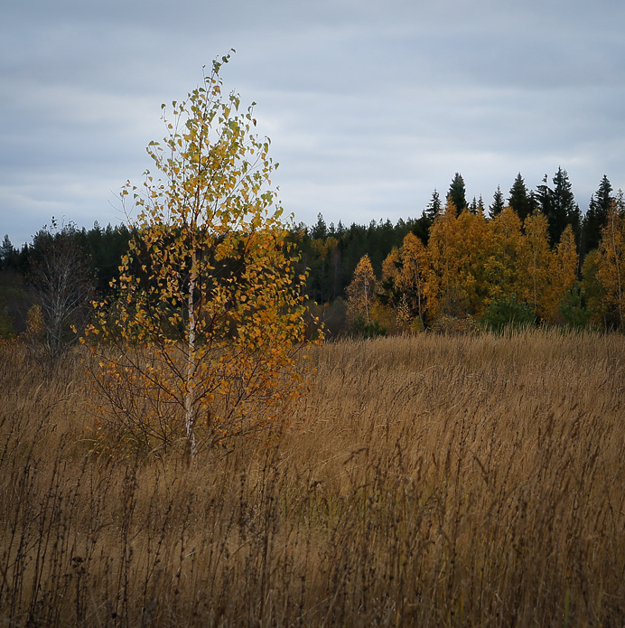 Изображение особи Betula pendula.