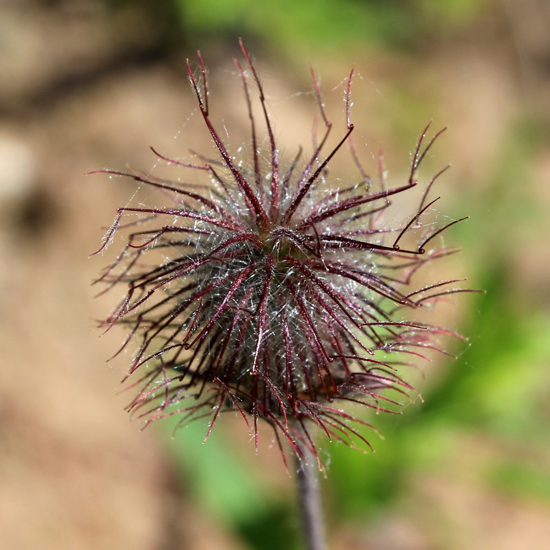 Изображение особи Geum rivale.