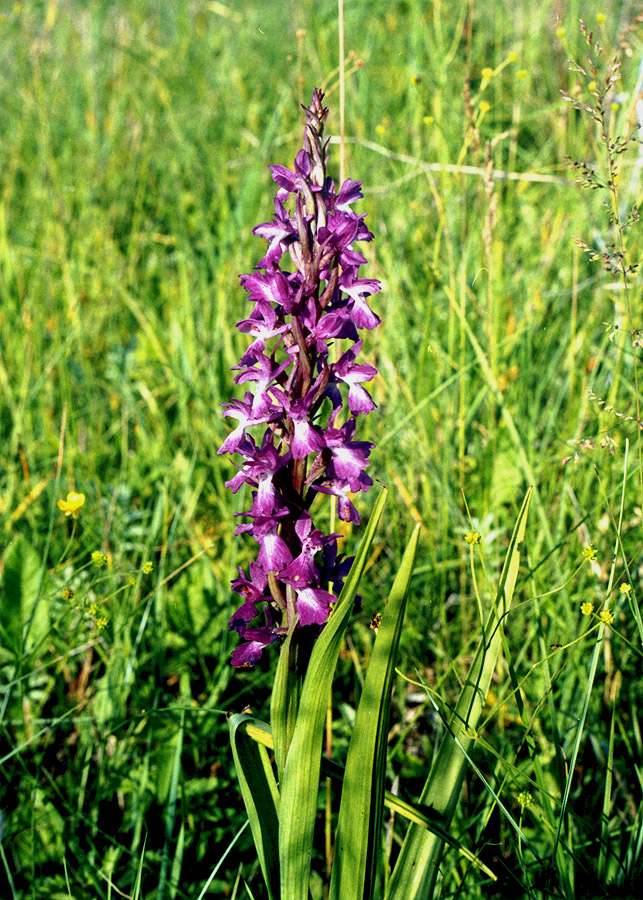 Image of Anacamptis laxiflora ssp. elegans specimen.