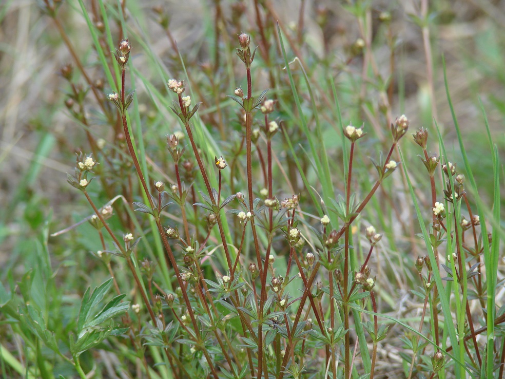 Image of Galium uliginosum specimen.