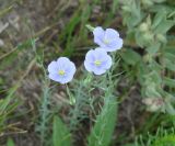 genus Linum. Цветки и бутоны. Иркутская обл., Усольский р-н, окр. пос. Биликтуй, луг. 10.07.2016.