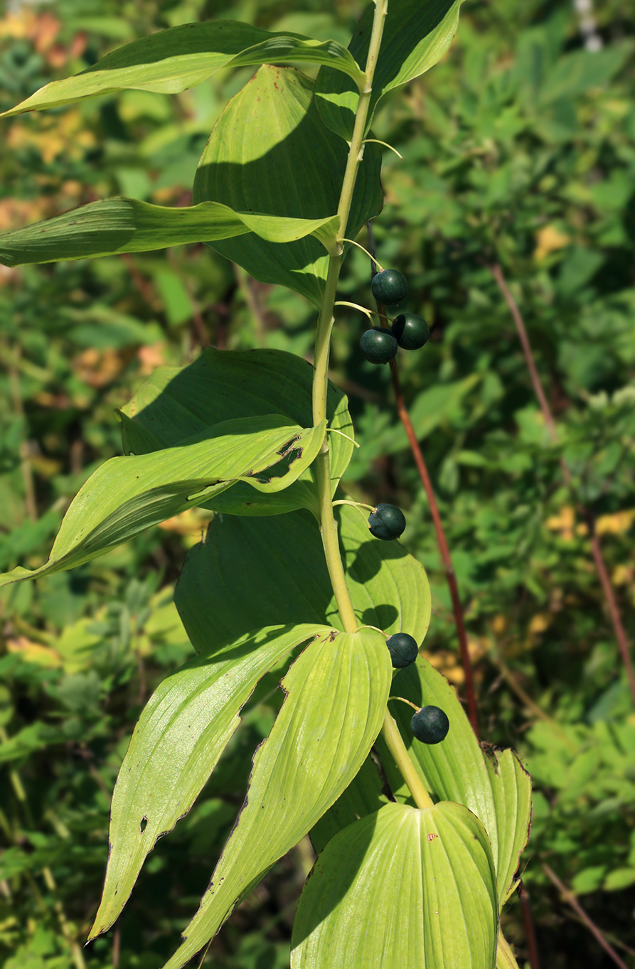 Image of Polygonatum maximowiczii specimen.