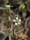 Saxifraga tridactylites. Соцветие. Нидерланды, провинция Friesland, остров Schiermonnikoog, территория кемпинга, участок с нарушенным травяным покровом. 1 мая 2010 г.