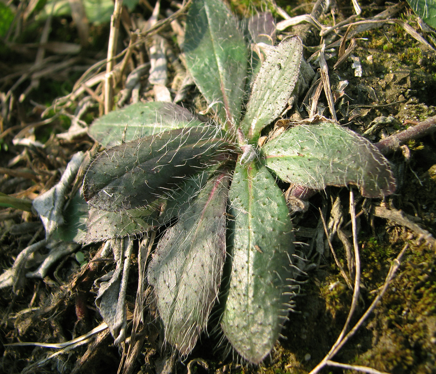 Image of genus Pilosella specimen.