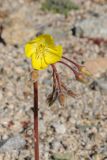 Chylismia brevipes. Верхушка побега с соцветием. США, Калифорния, Joshua Tree National Park, пустыня Колорадо. 01.03.2017.