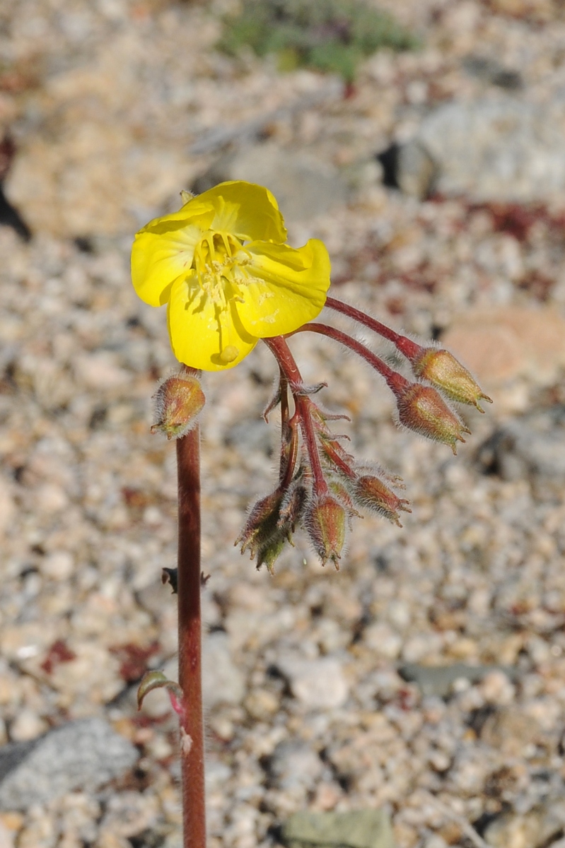 Изображение особи Chylismia brevipes.