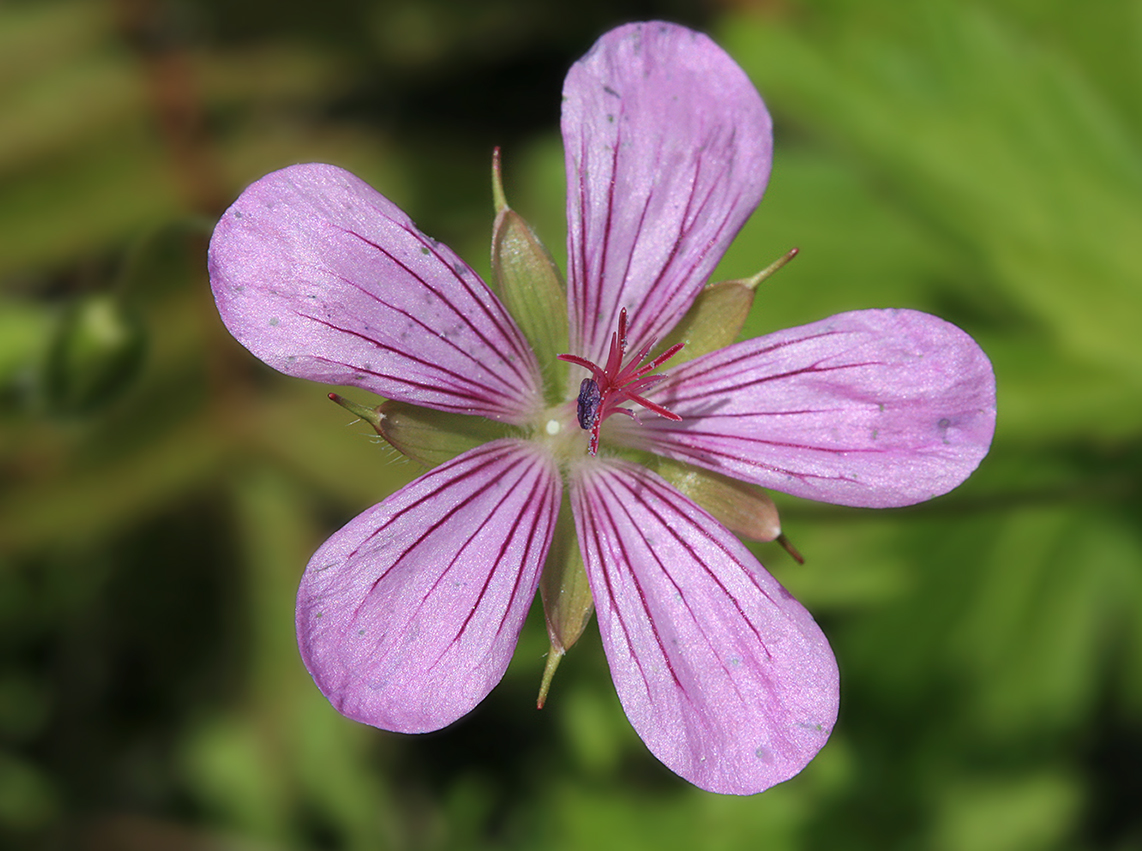 Изображение особи Geranium maximowiczii.