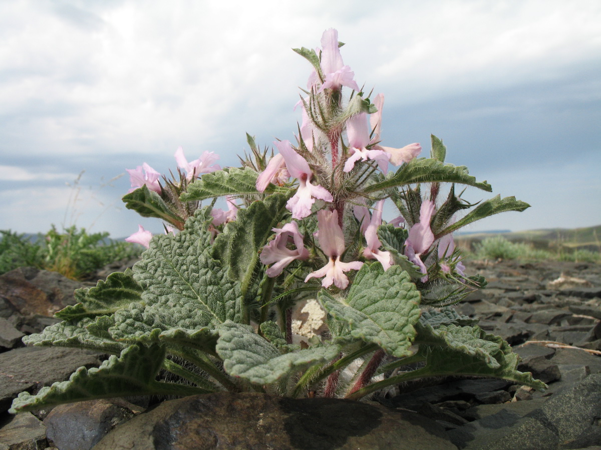 Изображение особи Phlomoides sewerzovii.