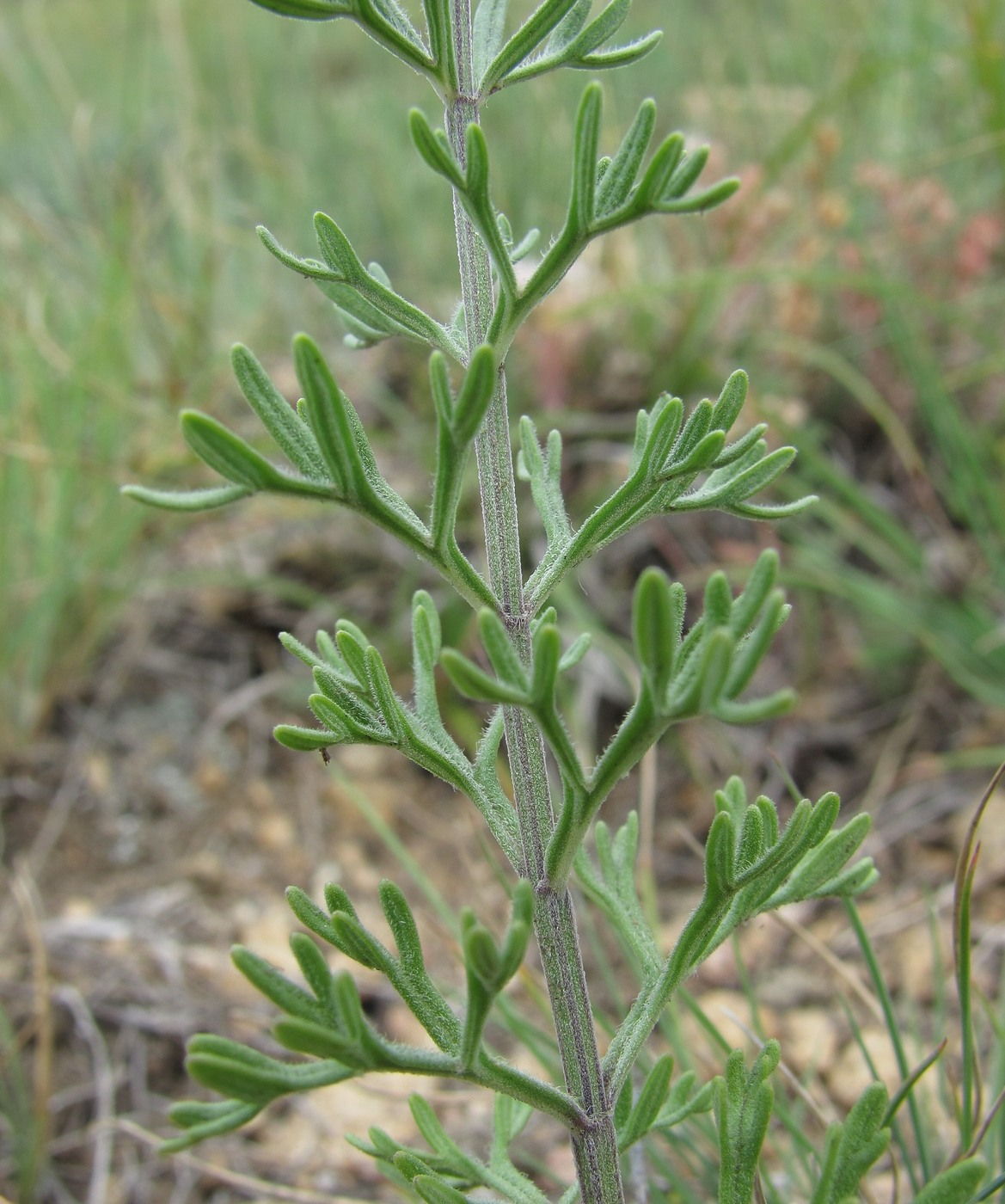 Image of Teucrium orientale specimen.