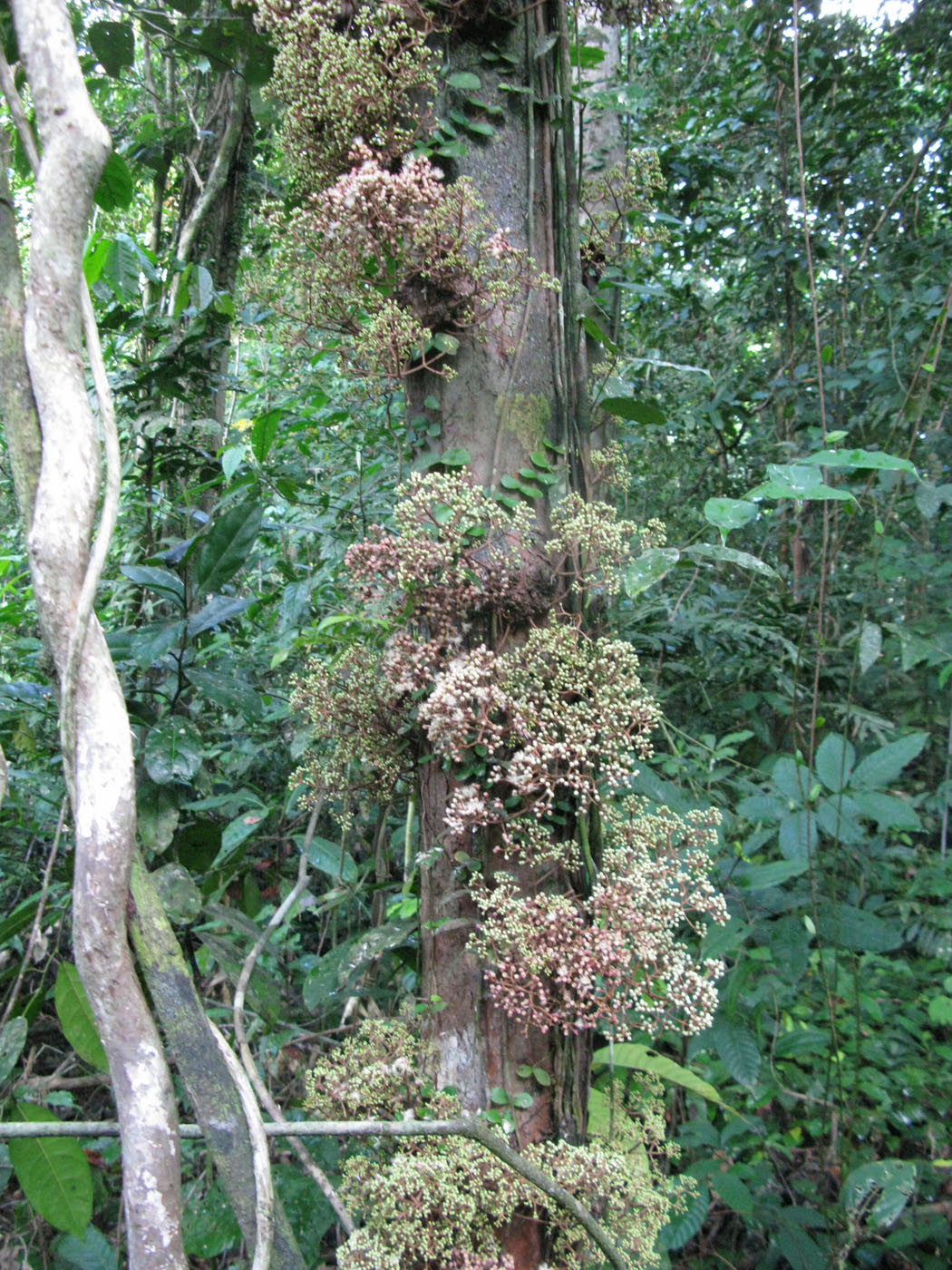 Image of genus Syzygium specimen.