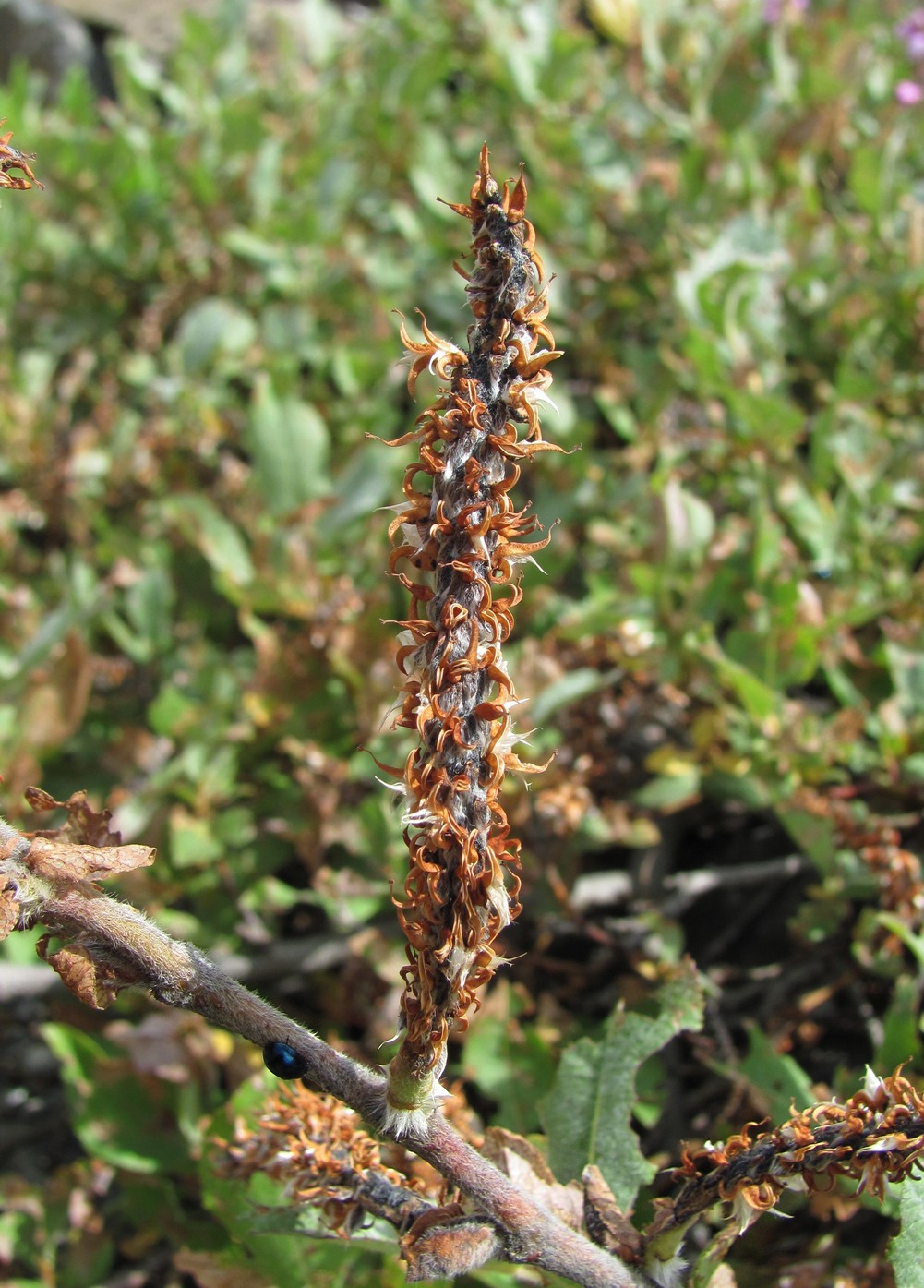 Image of genus Salix specimen.