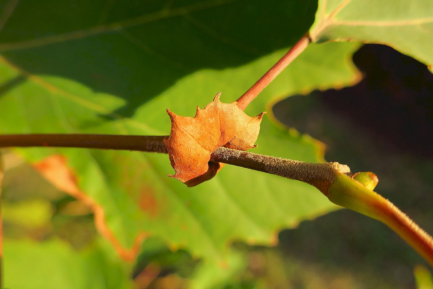 Изображение особи Platanus &times; acerifolia.