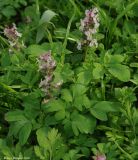 Corydalis marschalliana