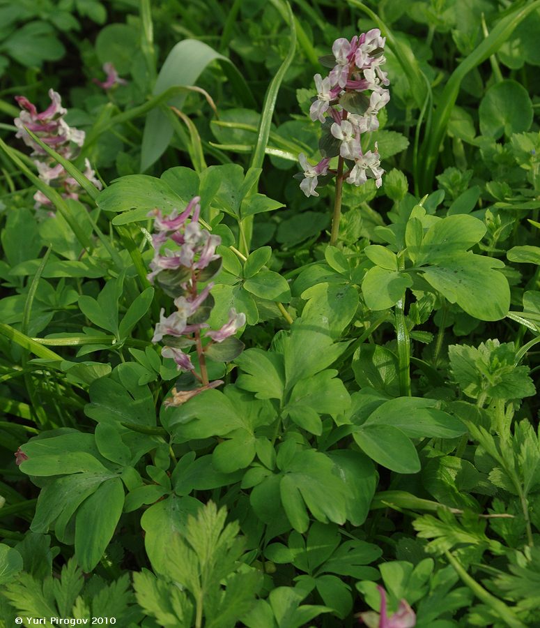 Image of Corydalis marschalliana specimen.