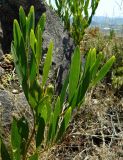 genus Acacia. Верхушка веточки. Португалия, округ Брага, г. Брага (Braga), горный склон. Июль.