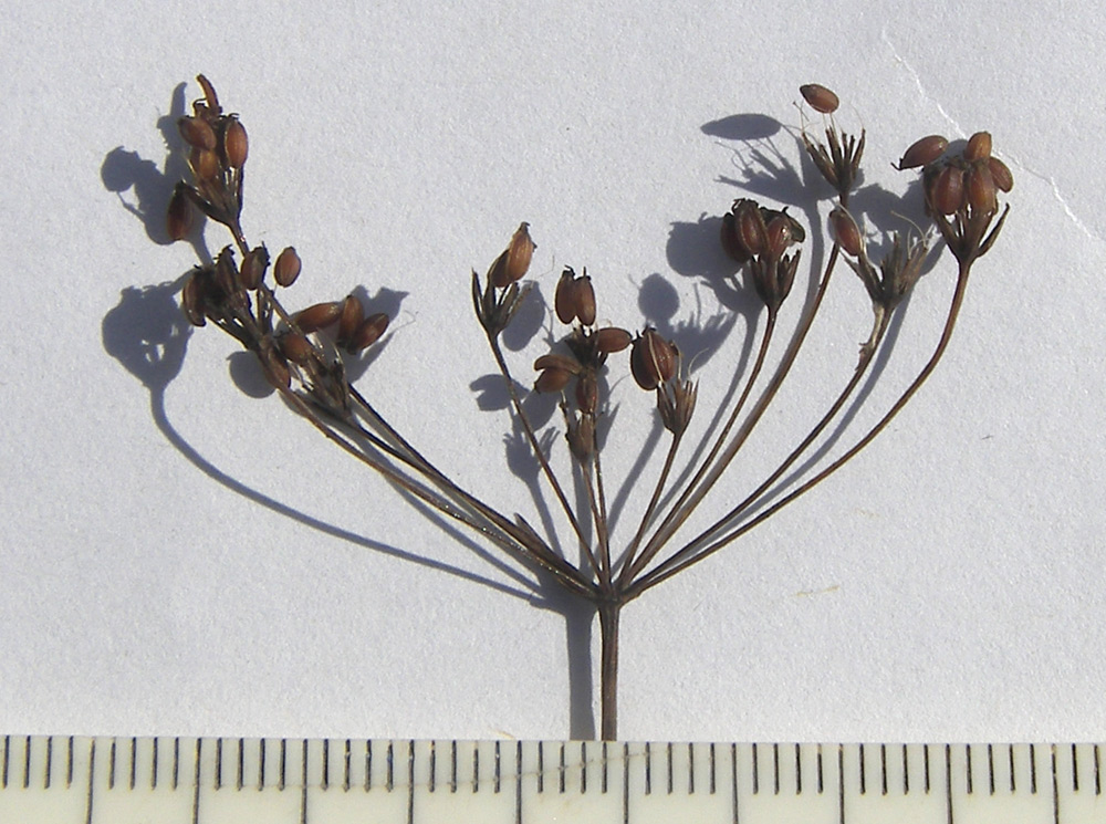 Image of Bupleurum falcatum specimen.