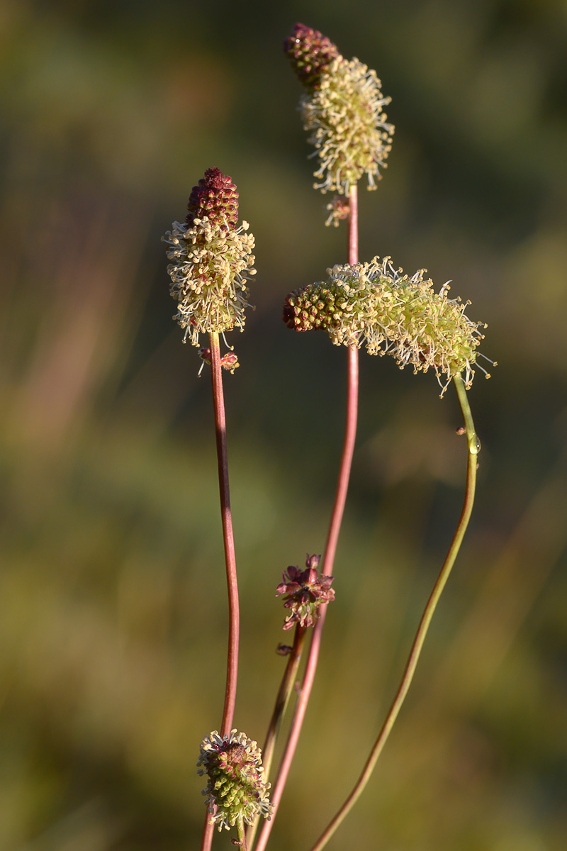 Изображение особи Sanguisorba alpina.