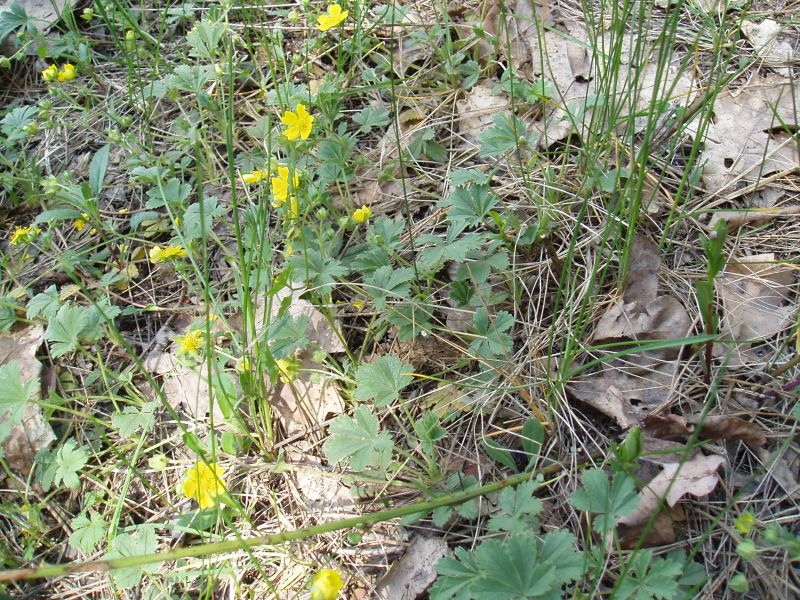 Image of Potentilla incana specimen.