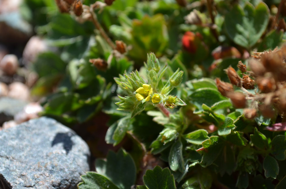 Image of Sibbaldia procumbens specimen.