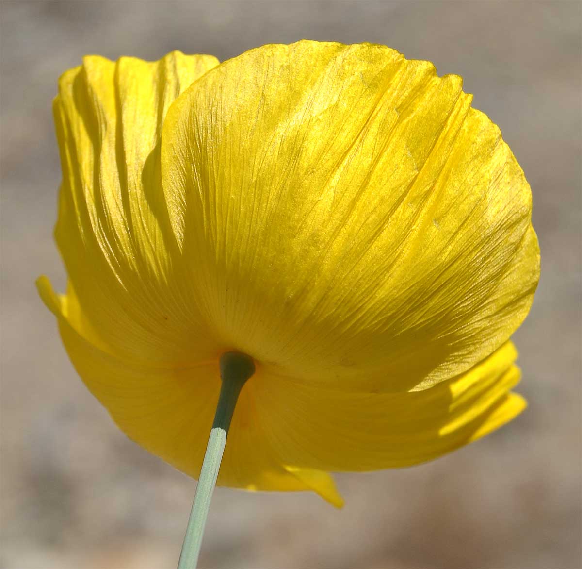 Image of Hunnemannia fumariifolia specimen.