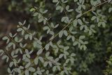 Lysiphyllum gilvum. Часть ветки. Израиль, Шарон, пос. Кфар Монаш, ботанический сад \"Хават Ганой\". 26.09.2017.