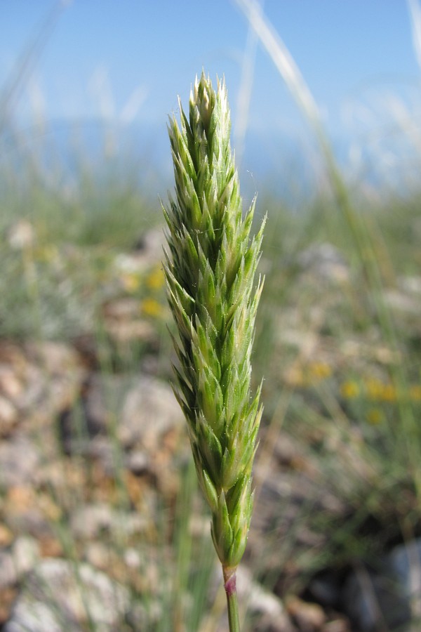 Image of genus Koeleria specimen.