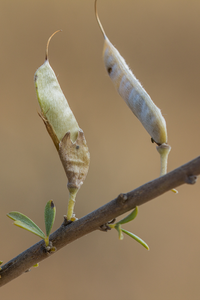 Image of Chamaecytisus borysthenicus specimen.